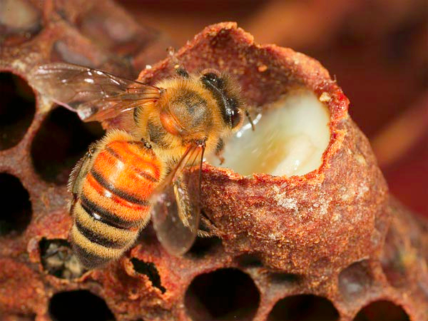 ژل رویال زنبور عسل
