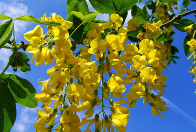HD wallpaper yellow acacia gold gold flowers yellow nature acacia