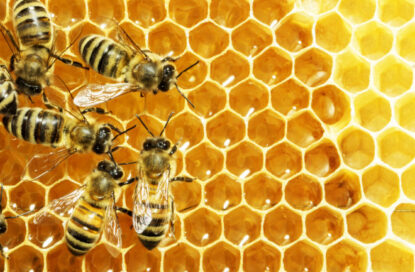 افزایش انرژی با عسل