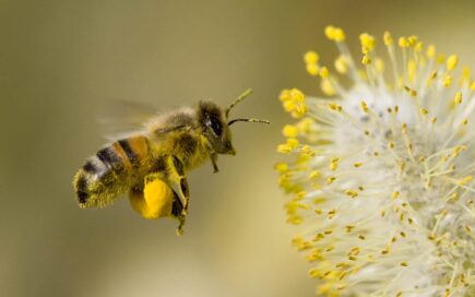 honey bee wallpaper free download